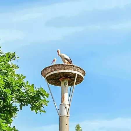 Ferienwohnung Ankershagen Ankershagen